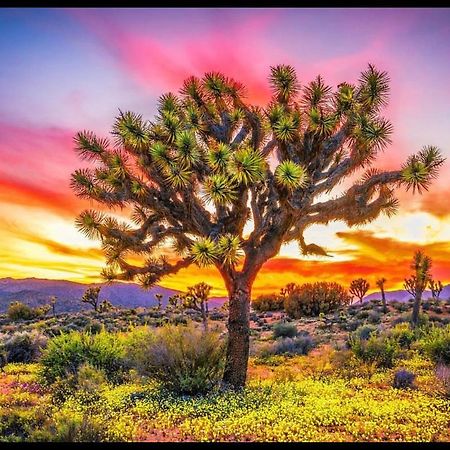 Desert Dusk Joshua Tree Esterno foto